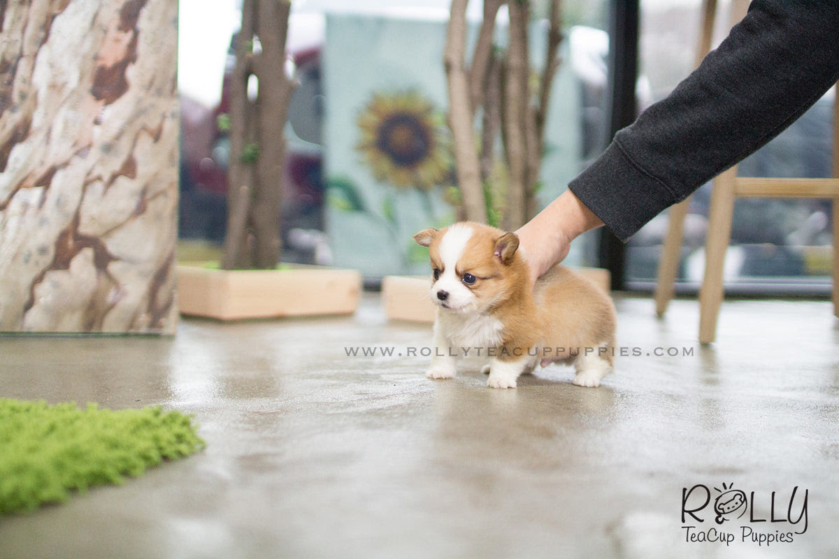 Our mini bulldogs are crossbred with pugs, puggles or french bulldogs to give a smaller size bulldog that is perfect for your family. Milo Corgi M Rolly Pups Inc
