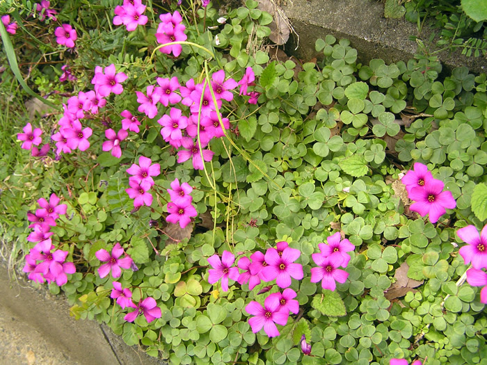 トップ 100 ピンク クローバー 花 最高のネイル画像