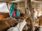 FAO-Bangladesh-140x105.jpg