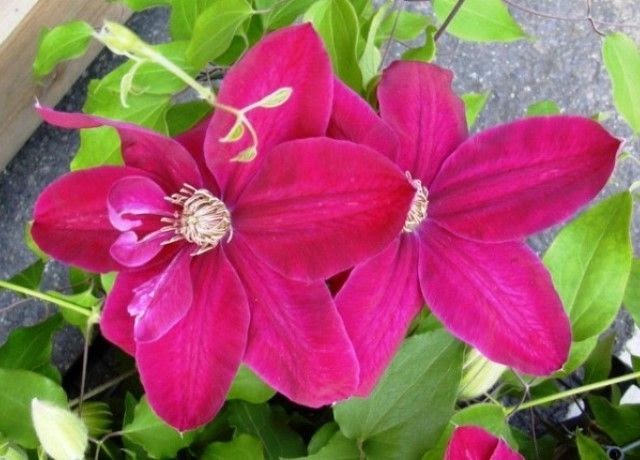 すべての美しい花の画像 最新のhd鉄扇 花