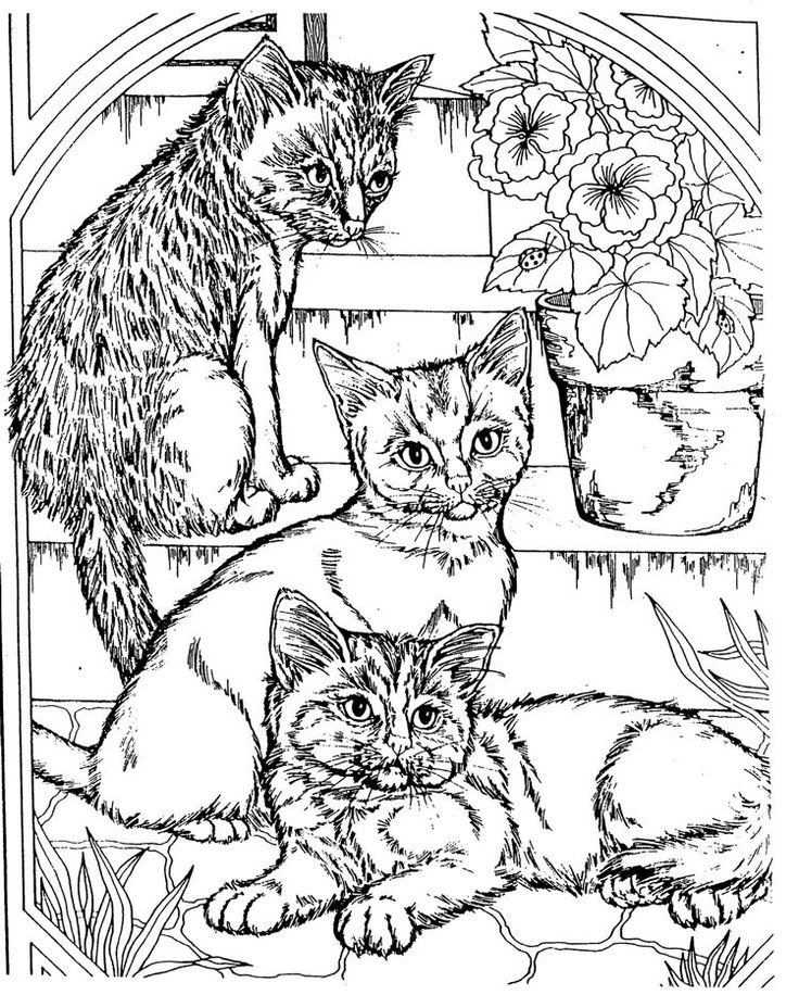 Download Free Cat Coloring Pages For Adults Coloring And Drawing