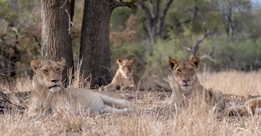 A new pride joins the lions of Tintswalo - Africa Geographic