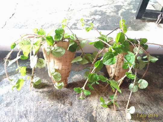 Ide Penting Cara Membuat Pot Bunga Dari Bambu, Terkini!