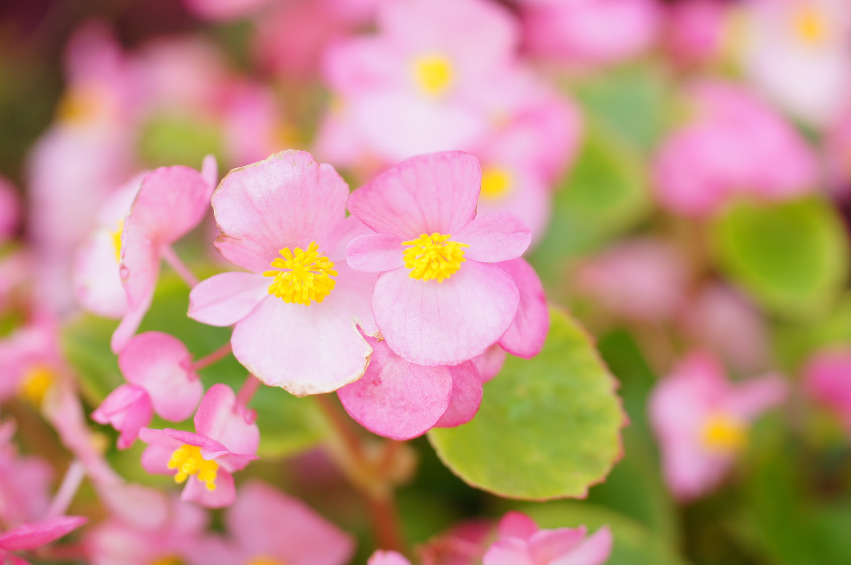 すべての美しい花の画像 綺麗な育て やすい 花 プランター