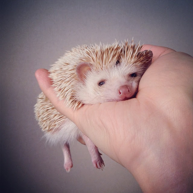 新鮮なアイコン ハリネズミ 可愛い 画像 最高の動物画像