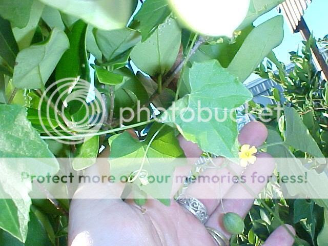This relatively uncommon deciduous woody vine plant is grown for its foliage, which is at its best in spring. Vine With Tiny Yellow Flowers And Black Fruit