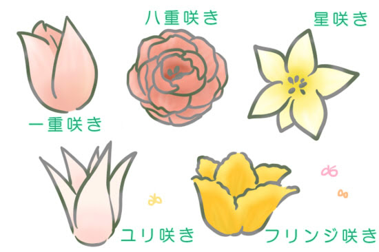 すべての花の画像 ラブリーチューリップ 花弁の数