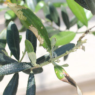 オリーブ 葉 茶色 斑点 Ssolaki