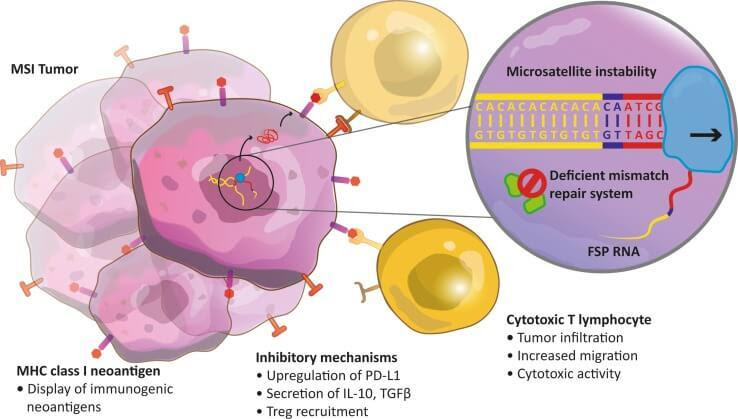 fda-ipilimumab-nivolumab-colorectal-dna-repair