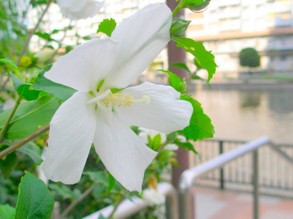 すべての美しい花の画像 これまでで最高の花弁 5枚 白