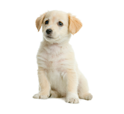 50 ラブラドールレトリバー 子犬 画像 500 トップイラスト Hd