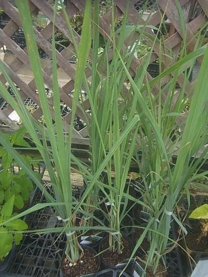 ユニークレモン グラス 花 最高の花の画像