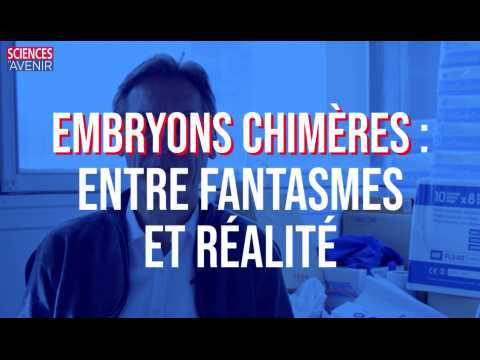 L'embryon-chimère, nouvel horizon de la bioéthique