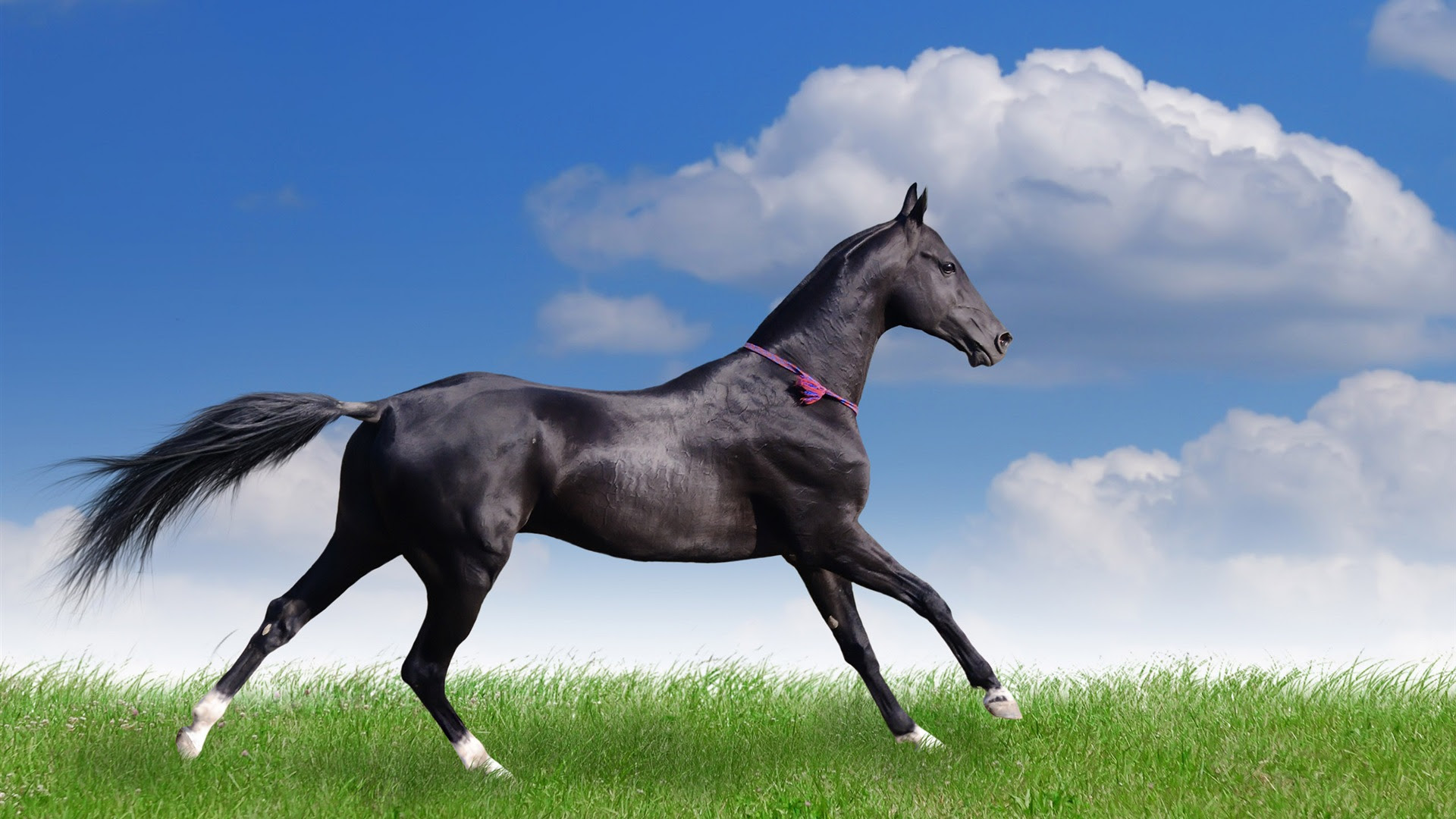 ベストコレクション 壁紙 馬 デスクトップ 壁紙 馬
