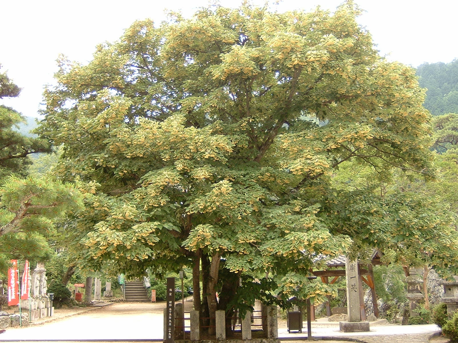 ぜいたく菩提樹種 最高の花の画像