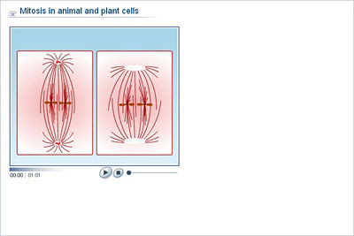Maybe you would like to learn more about one of these? What Are The Differences Between Mitosis Division In Plants Cell And Animals Cell Socratic