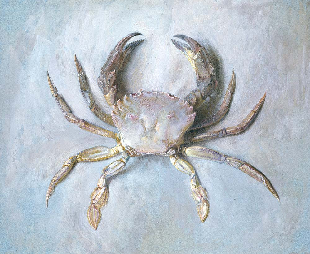 A painting of a crab which is silvery in colour