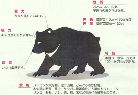 元のカッコイイ 熊 かっこいい イラスト すべての動物画像
