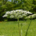 花 白い たくさん 336037-花 白い 小さい たくさん 木