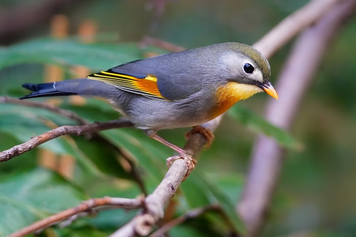 Nachtigall — nachtigall, der sänger des frühlings und der liebe, dessen töne aus tiefer brust, bald klagend, bald jubelnd, langgedehnt und schmetternd, das menschenherz ergreifen. Chinesische Nachtigall Sonnenvogel Leiothrix Lutea