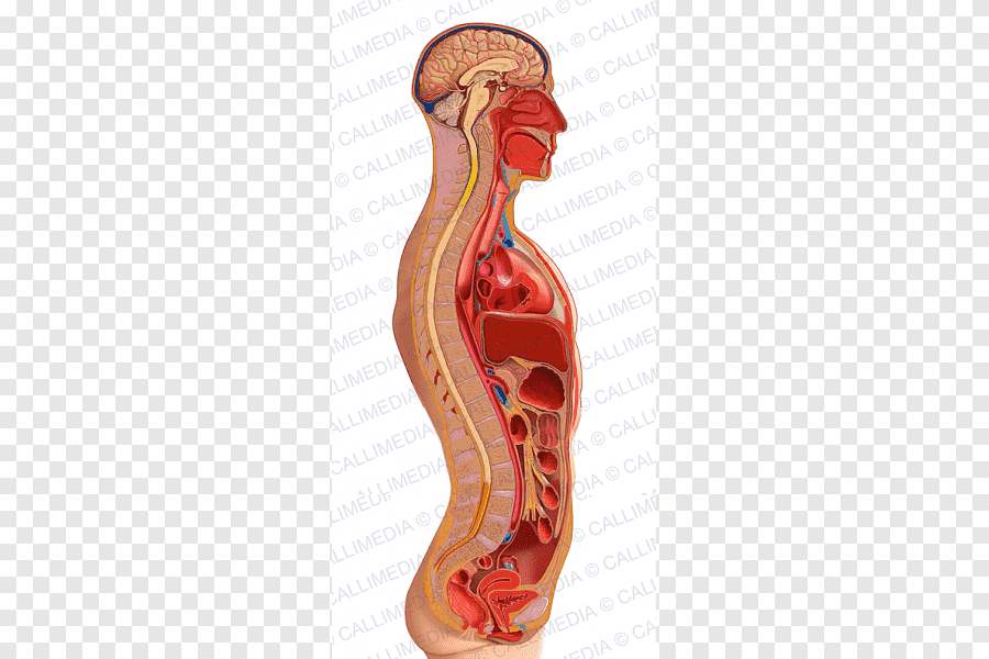 Torso Anatomy Diagram : Venous And Circulatory System ...