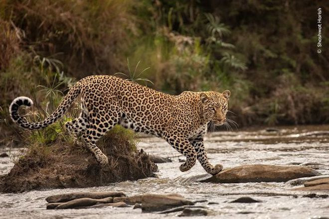 The Catwalk ©Shashwat Harish