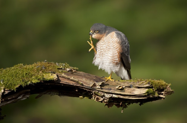 Sparrowhawk (Accipiter nisus) adult male grooming