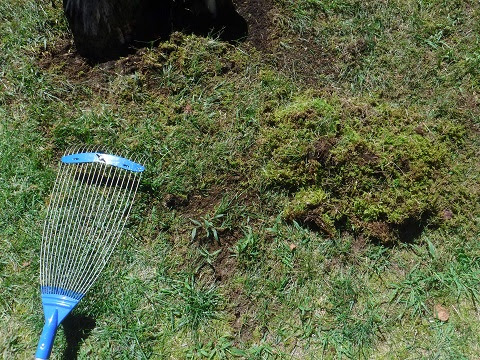 最も人気のある 芝生 苔 消石灰 芝生 苔 消石灰