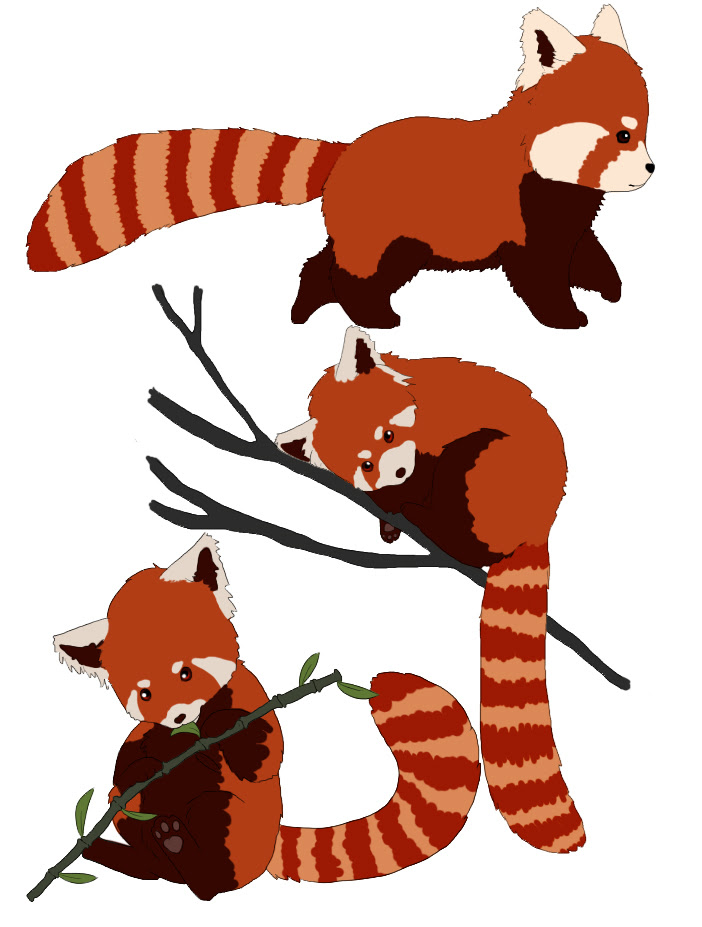 How To Draw A Red Panda Cartoon