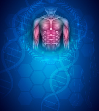 The bones of the spine and the ribs provide further protection. Muscles Of The Human Body Fit Torso And Arms Beautiful Colorful Illustration On An Abstract Blue Background Stock Images Page Everypixel