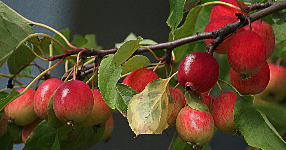  Gambar Pohon Apel  Yang Berbuah Gambar  dan Foto Keren