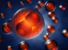 red cell dividing in biological setting