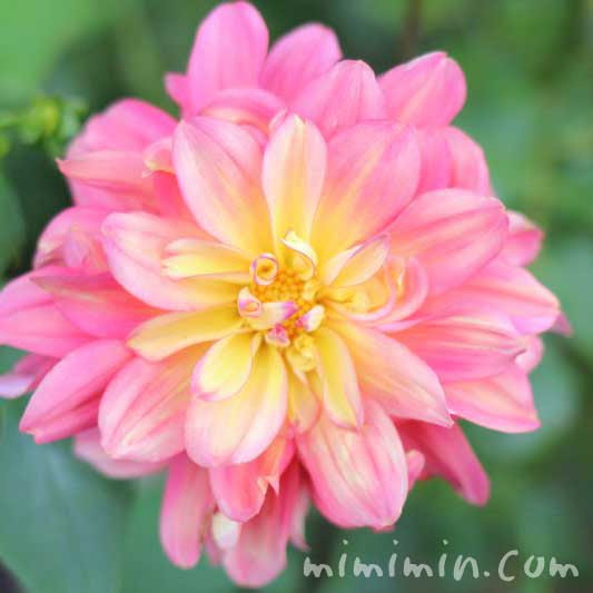 美しい花の画像 ベスト50 ダリア 花 言葉 ピンク