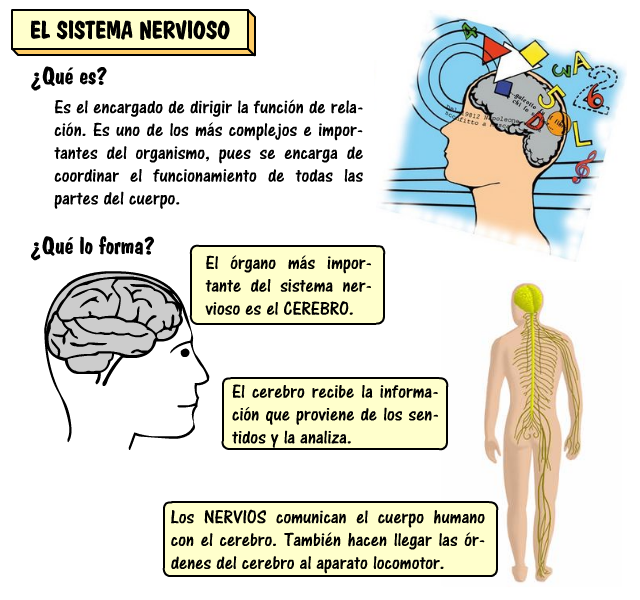 http://wp.catedu.es/jutruan/wp-content/uploads/sites/40/2016/10/Sistema-nervioso.png