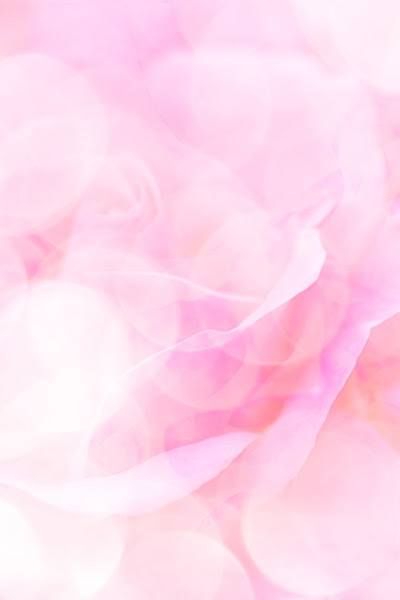 ピンク 薔薇 待ち受け トップ 画像