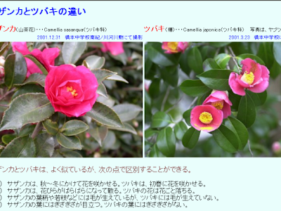 [最も好ましい] 山茶花 椿 見分け方 319759-山茶花 椿 見分け方