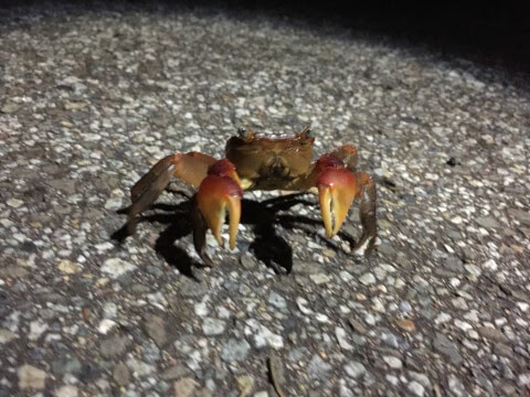 最も欲しかった アカテガニ 食用 2754 アカテガニ 食用