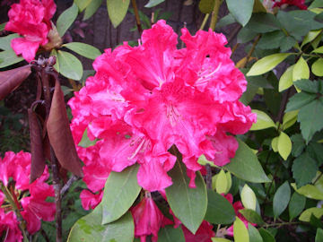 すべての美しい花の画像 50 素晴らしいツツジ科 花