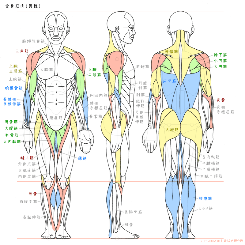 50 男 足 筋肉 イラスト ディズニー画像のすべて