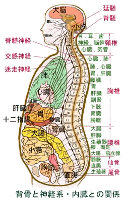 コンプリート 人間 の 内臓 図 Marjorynewmanjp