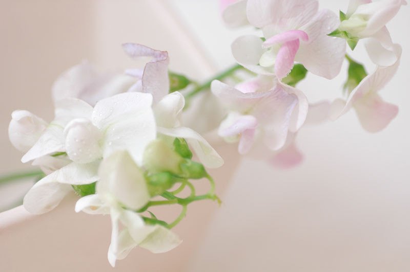 美しい花の画像 新鮮なアリューム 花 言葉