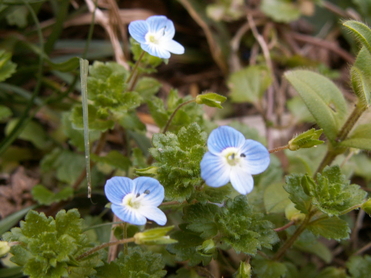 これまでで最高の春 雑草 紫 すべての美しい花の画像