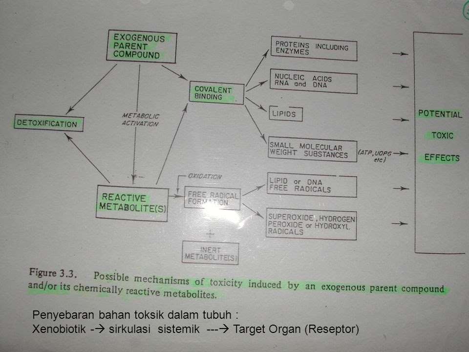 Contoh Xenobiotik - Surat Ras