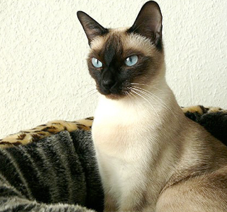 Knickschwanz Katze / Informationen