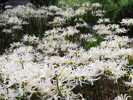すべての美しい花の画像 ベスト50 白い 彼岸花 花 言葉