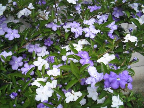 50 マツリカ 花 紫 すべての美しい花の画像