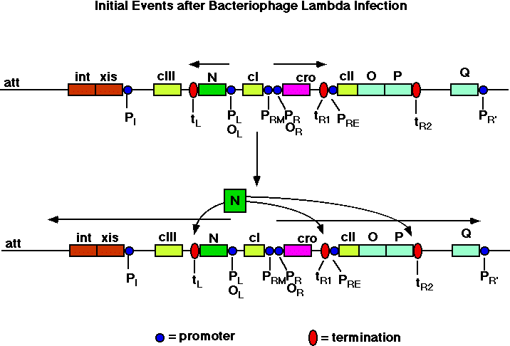 Nobel prize winner arthur kornberg used φx174 as a model. Ho Dei Dubbi Riguardo L Antiterminazione Durante Il Processo Di Infezione Del Batteriofago Lambda Mi Puo Dare Una Mano Grazie Vialattea Net