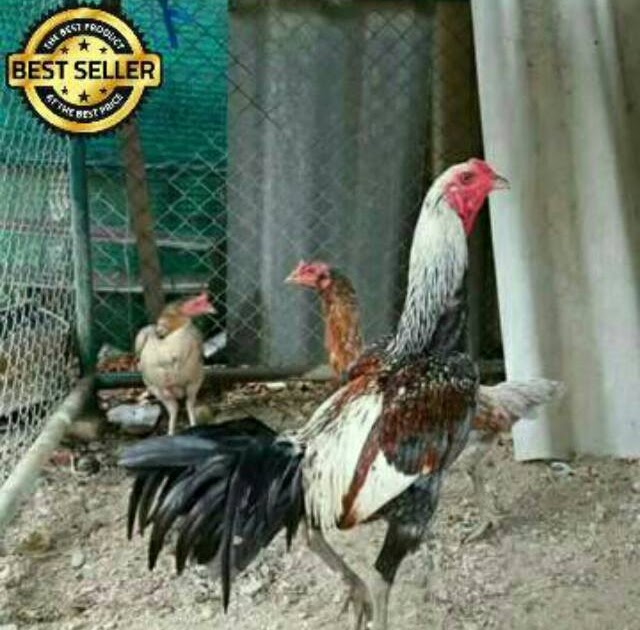 5000 Gambar  Ayam  Birma  Ori HD Infobaru