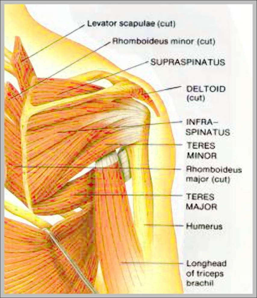 Human anatomy shoulder anatomy muscle diagram. Name Of Shoulder Muscle Anatomy System Human Body Anatomy Diagram And Chart Images