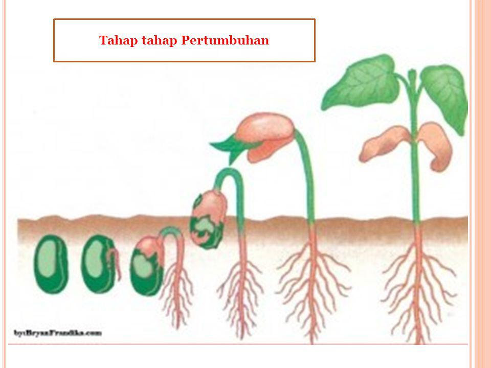 Contoh Hewan Kelas Mamalia - Contoh Sur